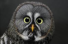 There is no suitable picture today, so here is a confused owl.